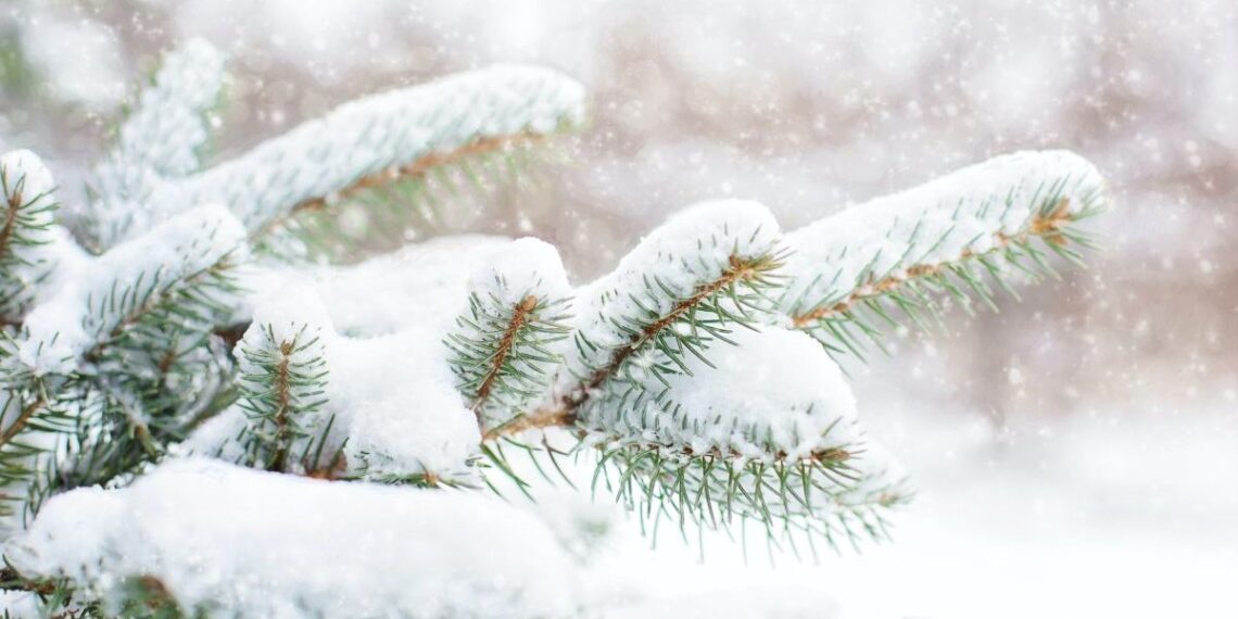 Ninge ca-n poveste la Timișoara