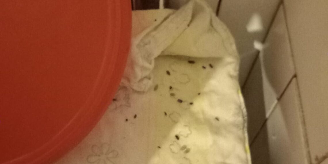 VIDEO Comisari OPC agresați în timpul unui control la un motel din Caraș-Severin