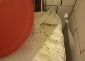 VIDEO Comisari OPC agresați în timpul unui control la un motel din Caraș-Severin