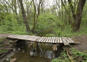 Dezbatere publică privind amenajarea Pădurii Verzi