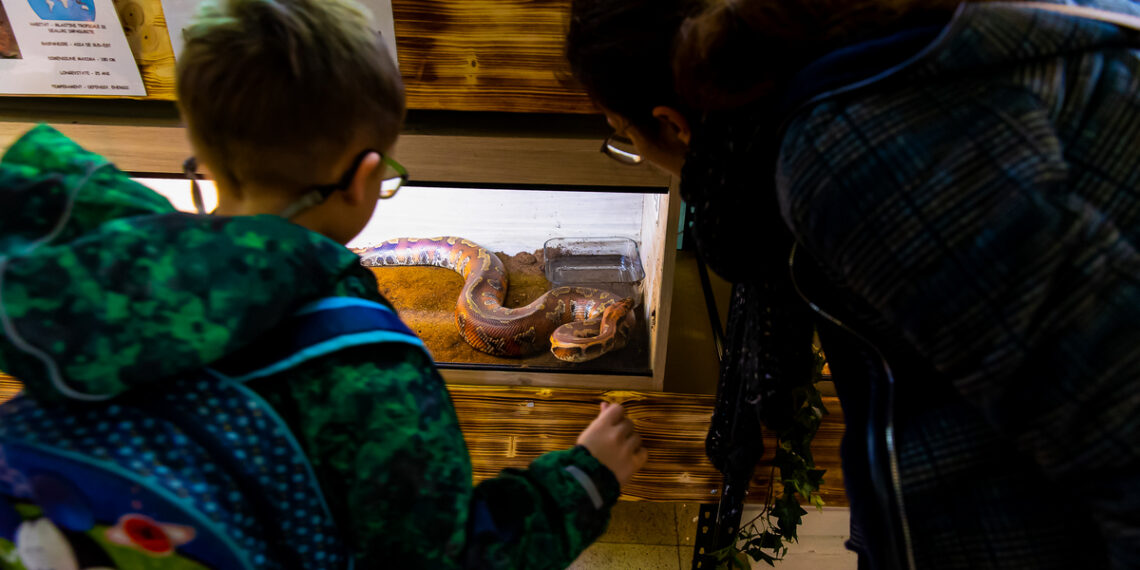 80 dintre cele mai cunoscute exemplare de tarantule, șerpi și alte specii de reptile pot fi admirate gratuit la Timișoara