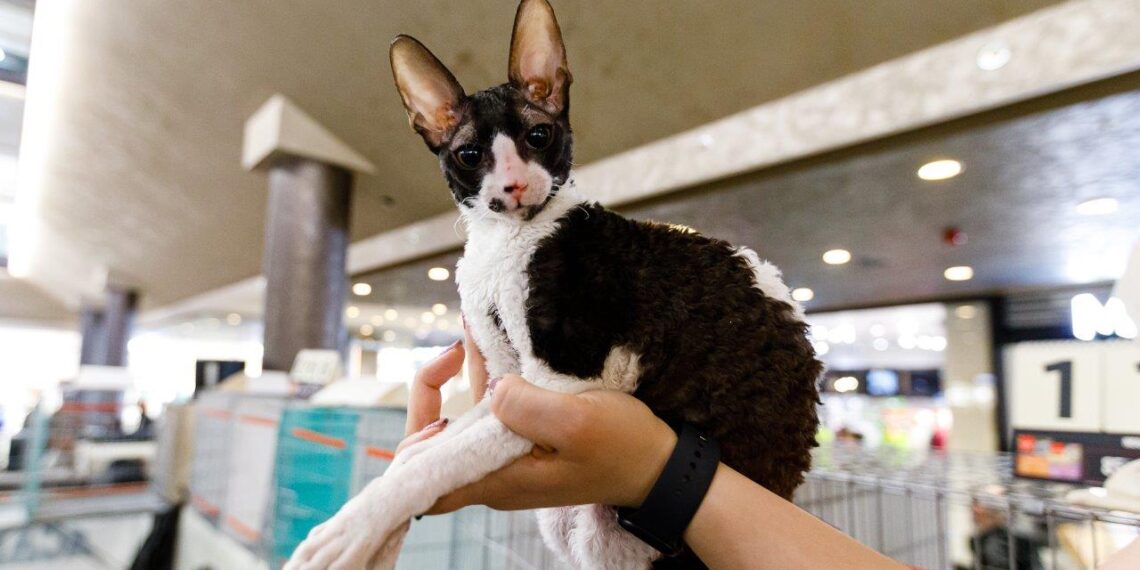 200 de pisici din rase deosebite vor participa, la Timișoara, la un concurs internațional