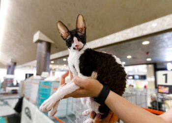 200 de pisici din rase deosebite vor participa, la Timișoara, la un concurs internațional  