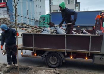 Peste 3.000 de arbori plantați în 2023 în Timișoara