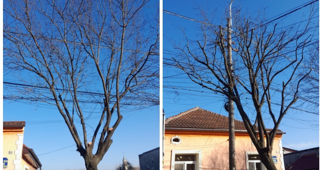 Municipalitatea timișoreană asigură executarea corectă a tăierilor de corecție a arborilor