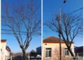 Municipalitatea timișoreană asigură executarea corectă a tăierilor de corecție a arborilor