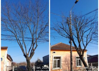 Municipalitatea timișoreană asigură executarea corectă a tăierilor de corecție a arborilor
