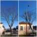 Municipalitatea timișoreană asigură executarea corectă a tăierilor de corecție a arborilor