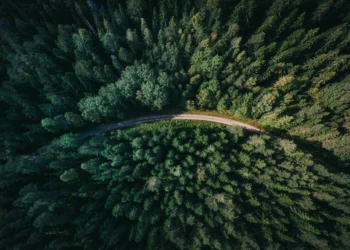 Timișoara va avea o perdea de protecție forestieră