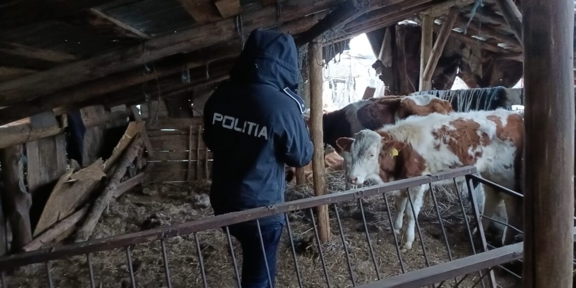 Animale moarte și îngrijite necorespunzător, descoperite de polițiștii pentru protecția animalelor