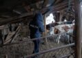 Animale moarte și îngrijite necorespunzător, descoperite de polițiștii pentru protecția animalelor