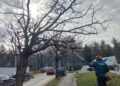 Primăria Timișoara face ample lucrări de corecții ale arborilor din oraș