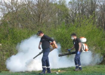 O nouă acțiune de deratizare în Timișoara