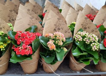 Încep înscrierile pentru cei care comercializează produse specifice zilei de 8 martie 