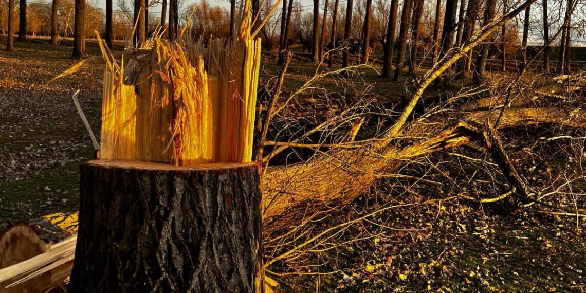 Percheziții la persoane suspectate de tăieri ilegale în urma sesizărilor Administrației Parcului Natural Lunca Mureșului