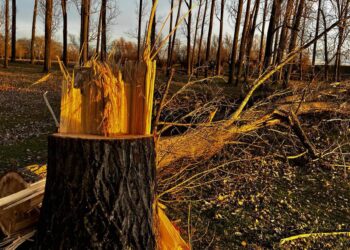 Percheziții la persoane suspectate de tăieri ilegale în urma sesizărilor Administrației Parcului Natural Lunca Mureșului