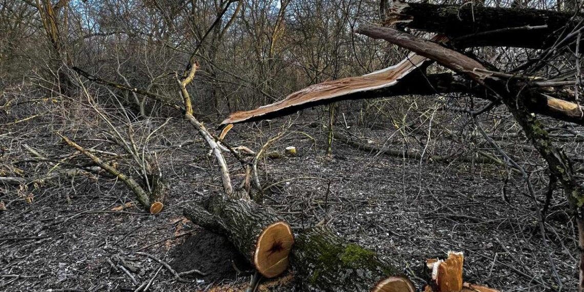Percheziții la persoane suspectate de tăieri ilegale în urma sesizărilor Administrației Parcului Natural Lunca Mureșului