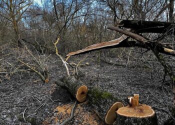 Percheziții la persoane suspectate de tăieri ilegale în urma sesizărilor Administrației Parcului Natural Lunca Mureșului