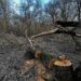 Percheziții la persoane suspectate de tăieri ilegale în urma sesizărilor Administrației Parcului Natural Lunca Mureșului
