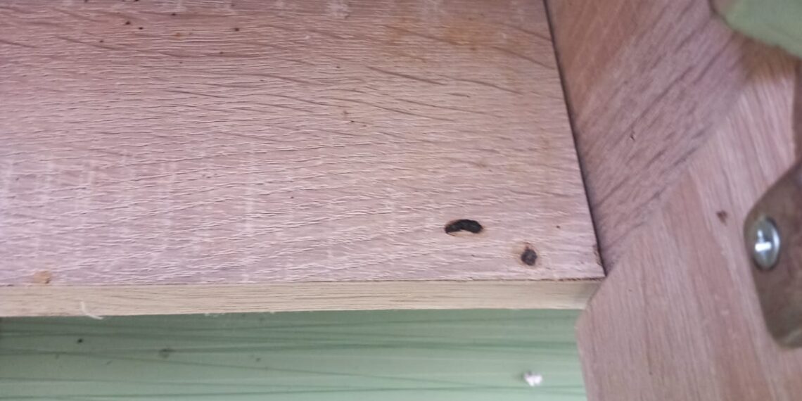 Nereguli constatate la cantina Liceului Tehnologic de Silvicultură și Agricultură Casa Verde Timișoara