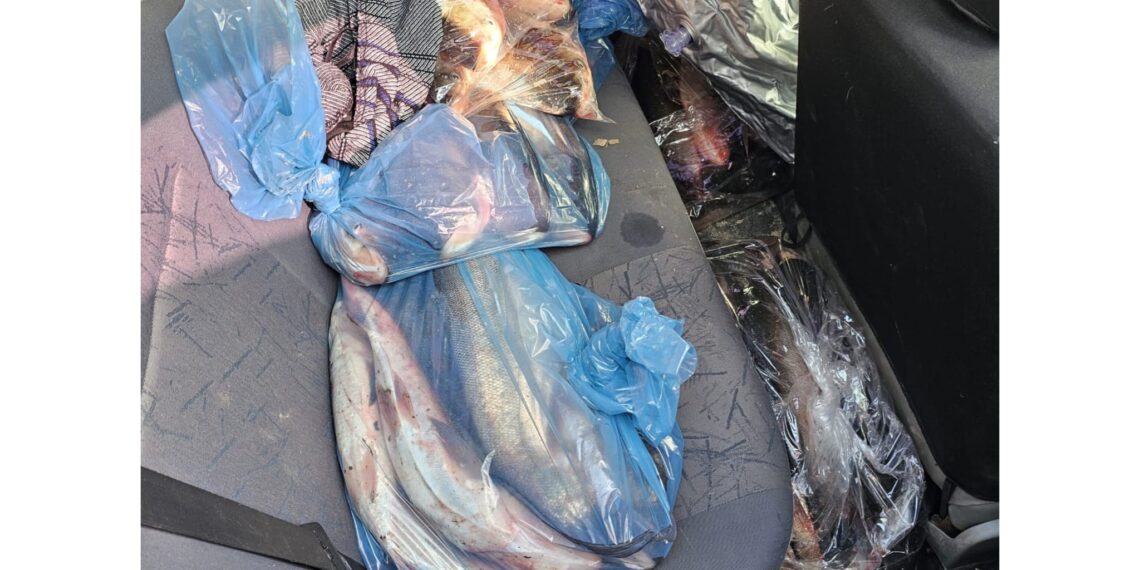 Cu peștele în portbagaj. Un bărbat a fost prins în timp ce transporta 135 kg de pește fără acte