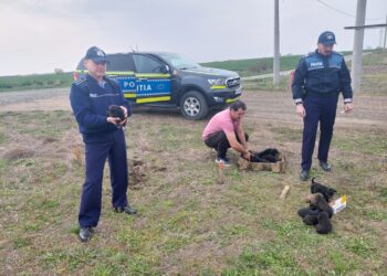 14 cățeluși, abandonați pe un câmp din zona localității Săcălaz. Amenzi considerabile pentru cei care fac asta