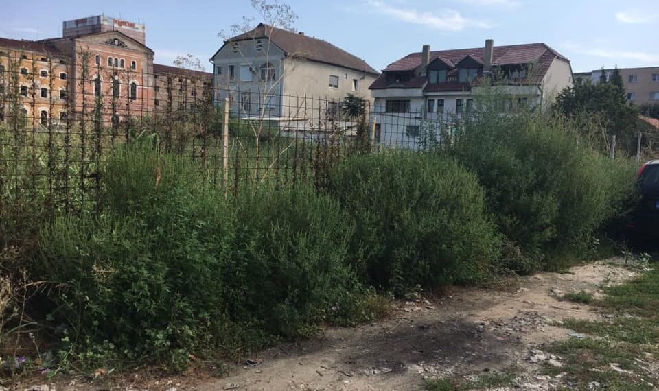 Cele mai eficiente lucrări de combatere a ambroziei se realizează primăvara