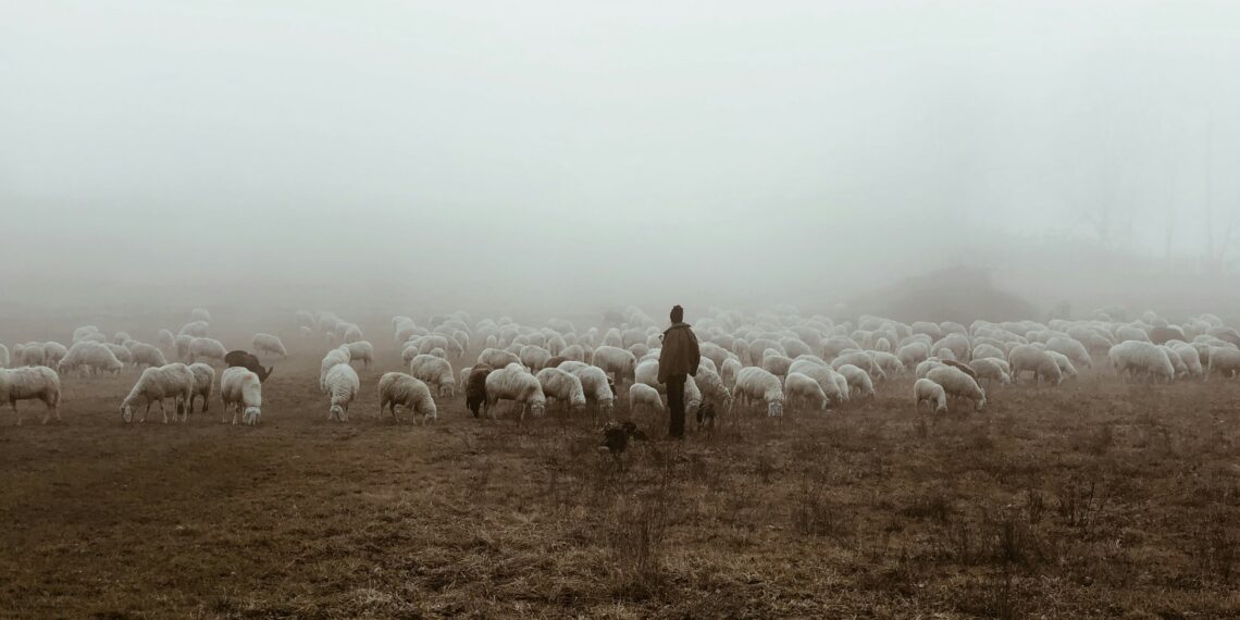 Tragedie în Giroc. Peste 100 de ovine, sufocate de câini vagabonzi