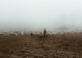 Tragedie în Giroc. Peste 100 de ovine, sufocate de câini vagabonzi