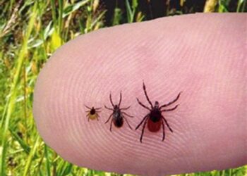 Luna viitoare se va face dezinsecţie în Timișoara. Sunt vizate căpușele