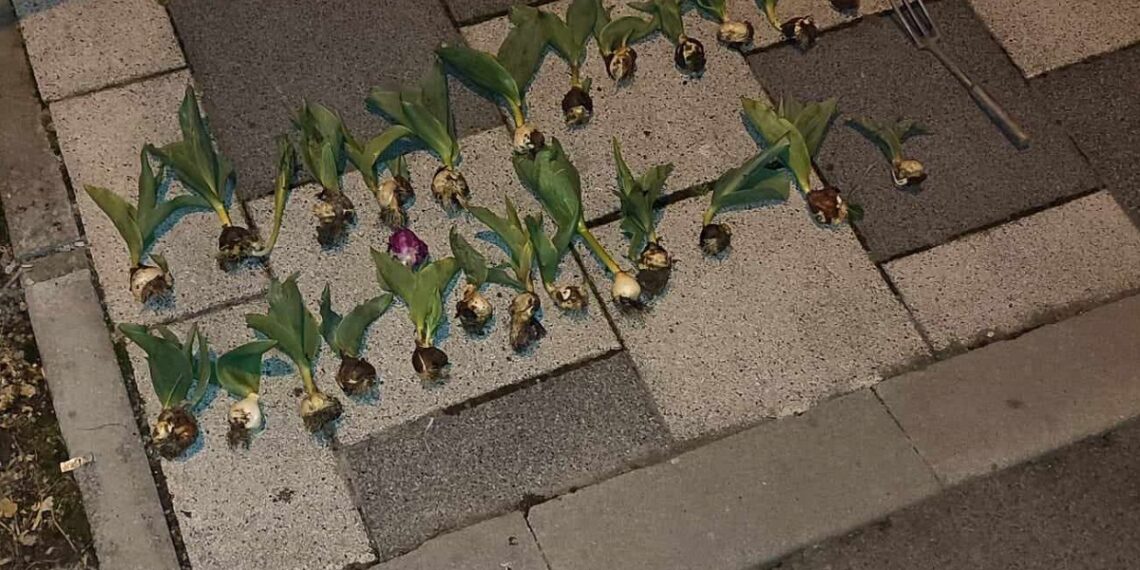 Dotat cu ustensile de grădinărit, un bătrân a fost prins de polițiștii locali furând lalele cu bulbi din Parcul Justiției