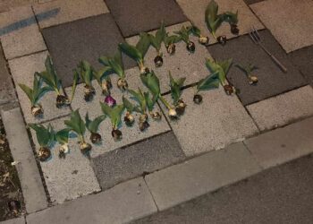 Dotat cu ustensile de grădinărit, un bătrân a fost prins de polițiștii locali furând lalele cu bulbi din Parcul Justiției