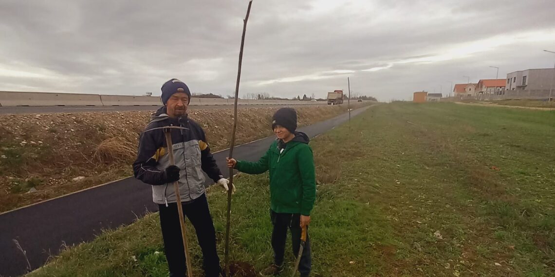 Voluntarii plantează perdeaua forestieră de la Giarmata
