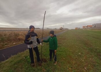 Voluntarii plantează perdeaua forestieră de la Giarmata