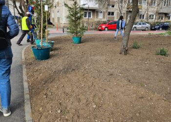 Plantele din Pepinieră, plantate în 4 locații din Timișoara