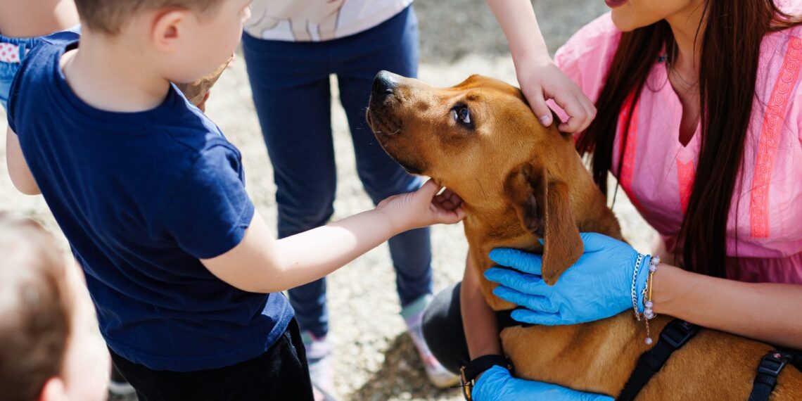 Mai mulți căței fără adăpost și-au găsit o casă
