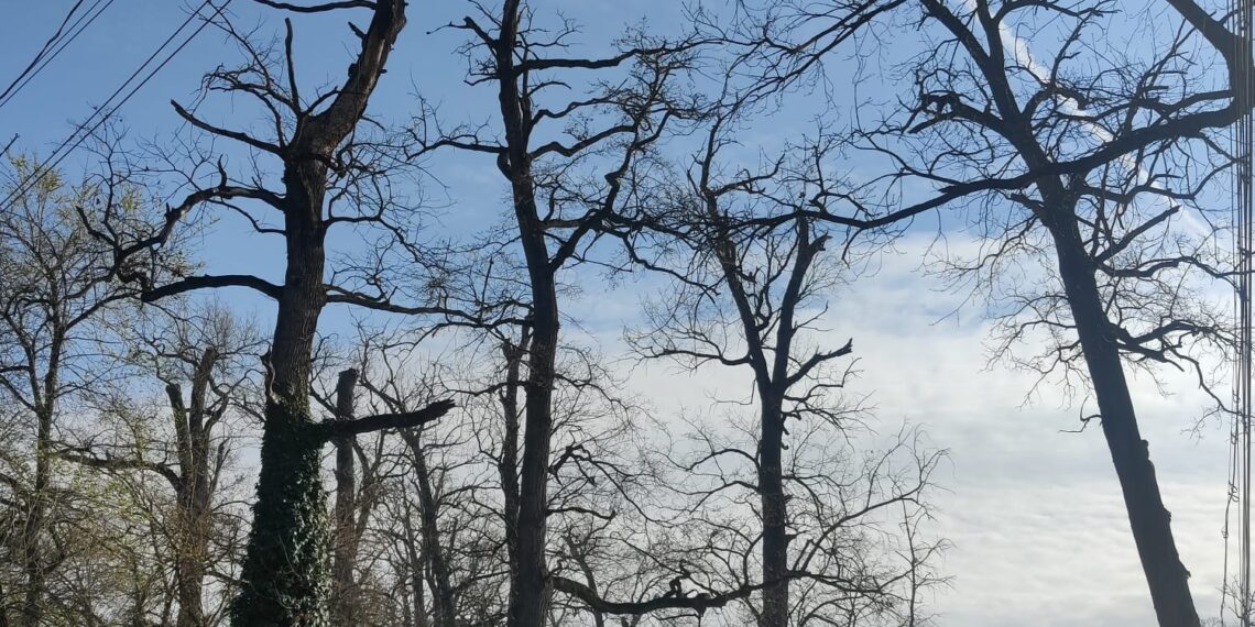 Se vor face intervenții de siguranță în zona Pădurii Verzi