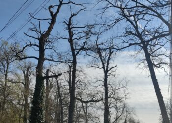 Se vor face intervenții de siguranță în zona Pădurii Verzi