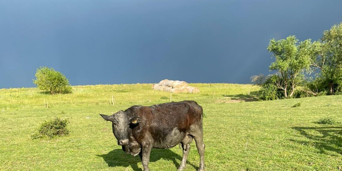 O vacă rămasă împotmolită în nămol a fost salvată de pompieri