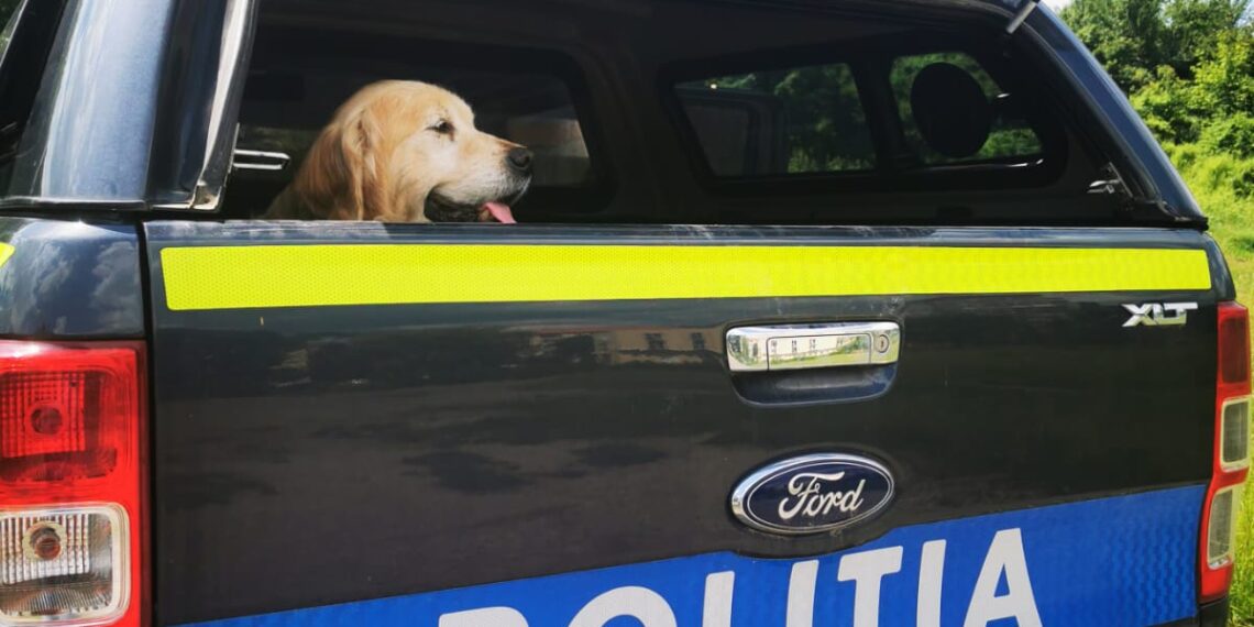 Dixi, un câine pierdut de proprietari, din 2022, a fost găsit de polițiștii din Caraș-Severin/Video