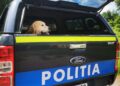 Dixi, un câine pierdut de proprietari, din 2022, a fost găsit de polițiștii din Caraș-Severin/Video
