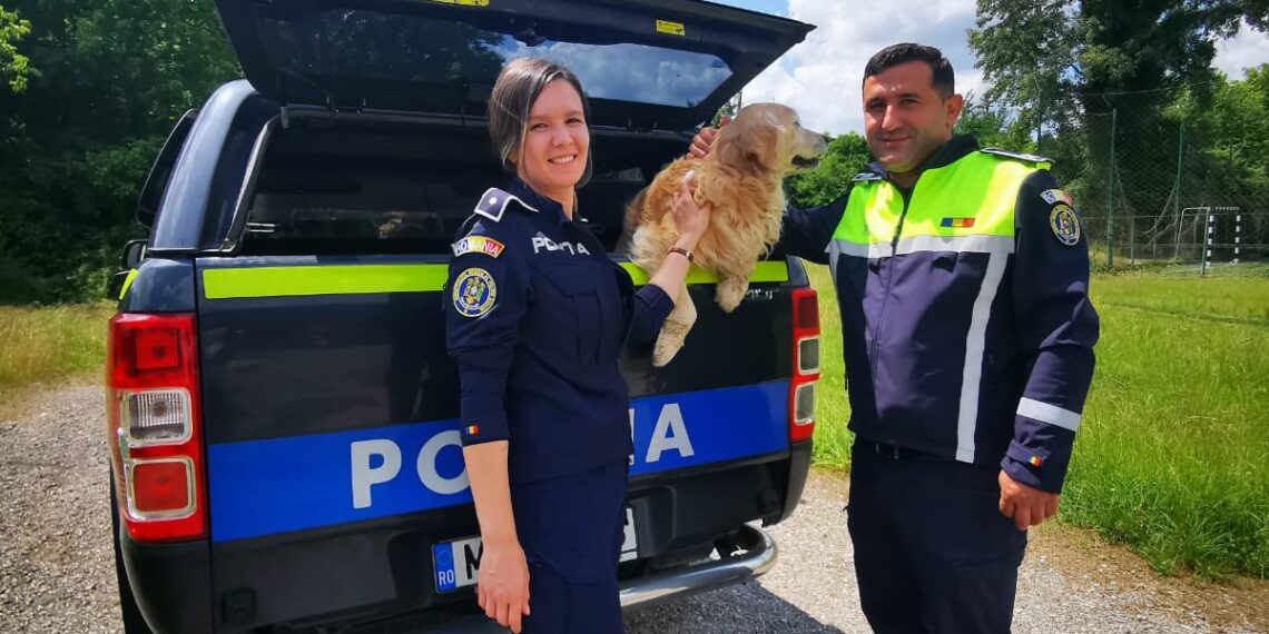 Dixi, un câine pierdut de proprietari, din 2022, a fost găsit de polițiștii din Caraș-Severin/Video