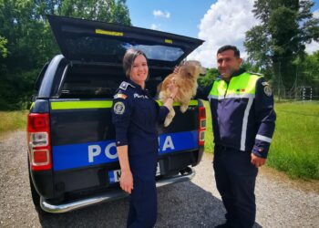 Dixi, un câine pierdut de proprietari, din 2022, a fost găsit de polițiștii din Caraș-Severin/Video