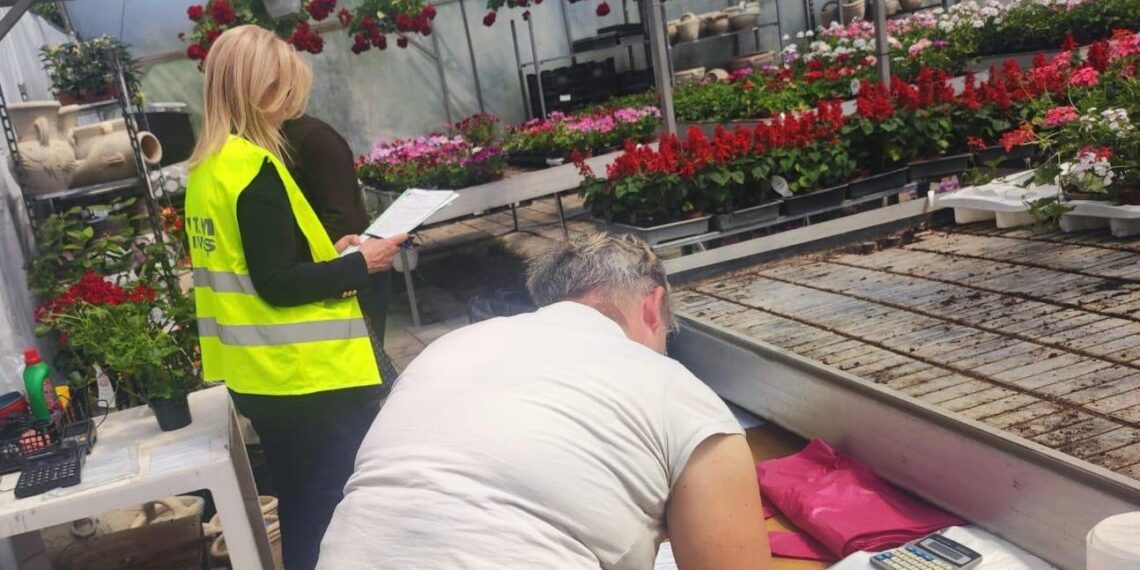 Amenzi pentru muncă la negru la comercianții de flori aplicate de ITM Timiș