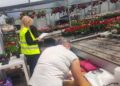 Amenzi pentru muncă la negru la comercianții de flori aplicate de ITM Timiș