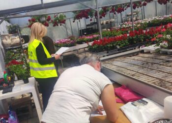 Amenzi pentru muncă la negru la comercianții de flori aplicate de ITM Timiș
