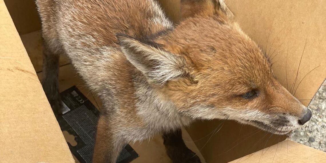 Pui de vulpe, salvat de polițiștii arădeni