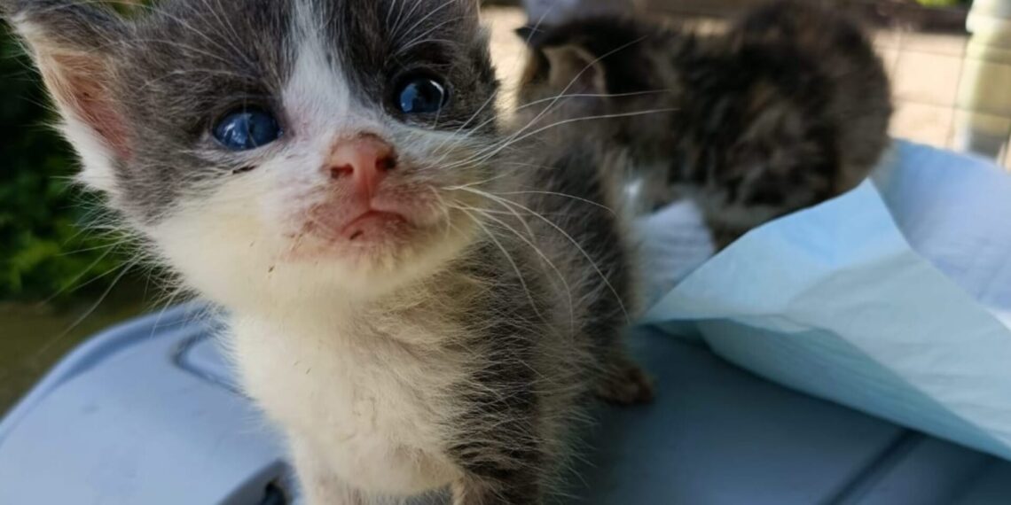 Pui de pisică abandonați lângă un container de gunoi. Făptașul, prins și sancționat