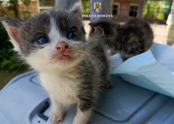 Pui de pisică abandonați lângă un container de gunoi. Făptașul, prins și sancționat