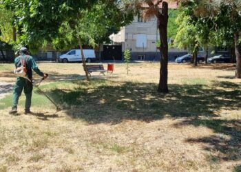 Se lansează campania de combatere și distrugere a ambroziei la Timișoara